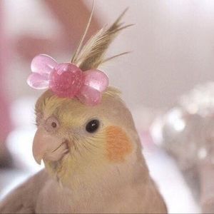 Meet your Posher, Dee